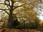 Arboretum Poortbulten